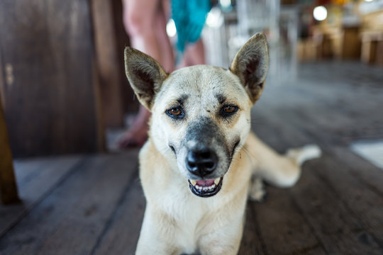 Street dog at cafe in Bali