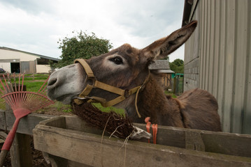 donkey with bridle