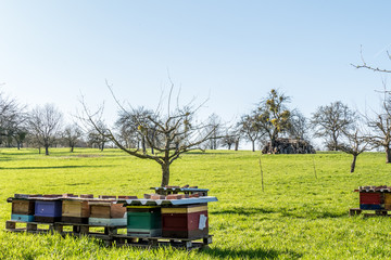 Bienenkästen im Frühjahr © focus finder