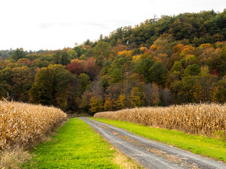 Road into cornfield