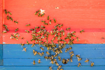 Bienenkästen im Frühjahr © focus finder