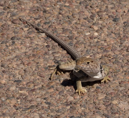 lizard on Pebble walk