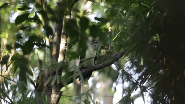 Rare Bird Form Tropical Forest White Crowned Hornbill