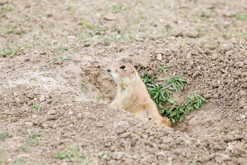 Prarie Dog In It's Hole