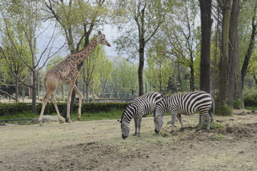 Fototapeta na wymiar Zürafa ve zebra