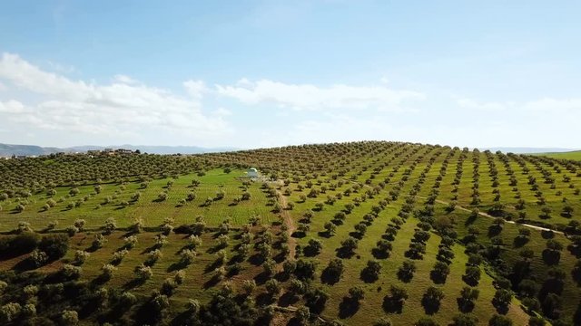 vall&eacute;e avec champs d'olivier au Maroc 