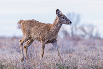 Wild Deer on the High Plains of Colorado