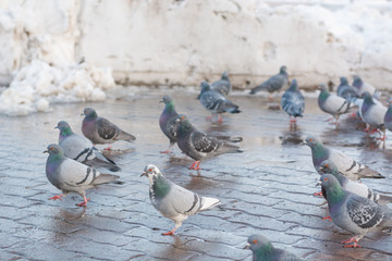 Pigeons on the town square in the spring