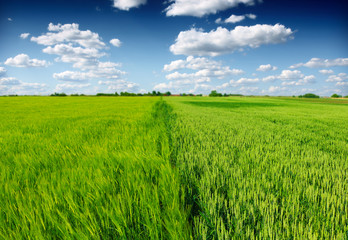 Fototapeta premium green wheat field