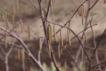 Hanging Pods off Trees