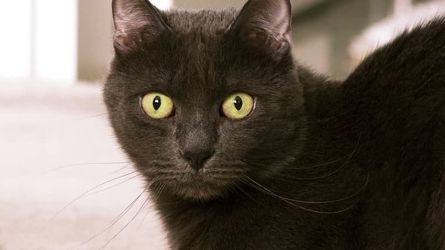 Black cat, closeup