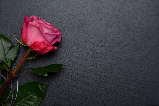 Fototapeta Flower of pink rose on black slate board, plate, tray. Hybrid tea rose with delicate pink petals.