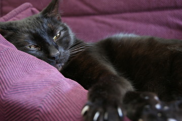 Gatto nero relax