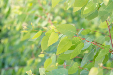 Eucalyptus leaves. branch eucalyptus tree nature background