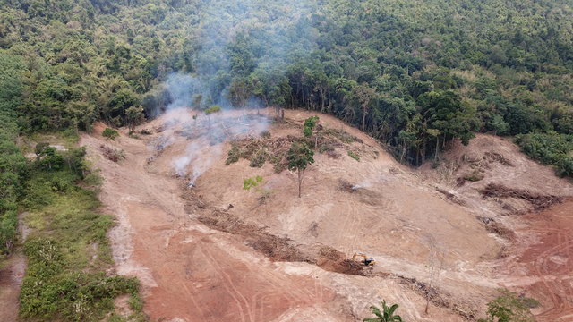 Deforestation. Environmental destruction of rainforest. Borneo forest destroyed for oil palm plantations  