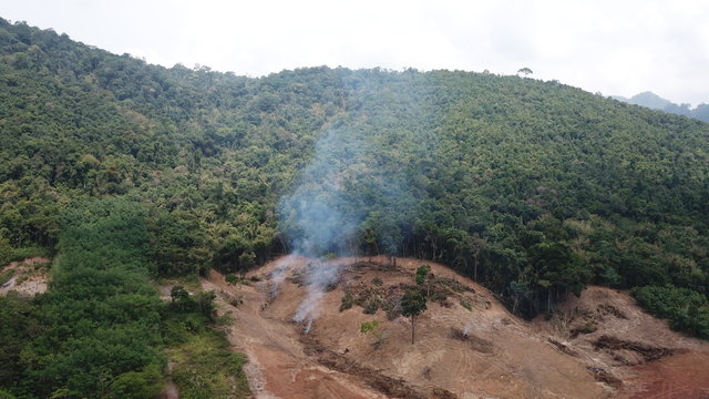 Deforestation. Environmental destruction of rainforest. Borneo forest destroyed for oil palm plantations  