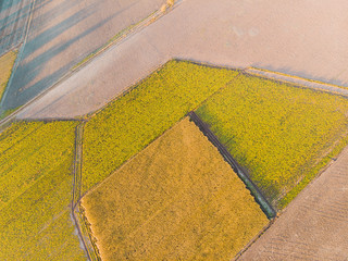 Green abstract fields looked from above