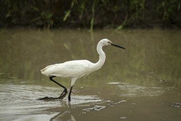 White Herons Hunting in the Ubud, Bali Rice Fields for Eels. When the Balinese flood their rice fields for new plantings it creates an opportunity for the white herons to gorge on eels in the mud.