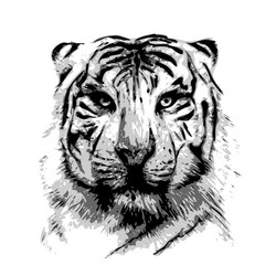tête de tigre, dessin illustration, croquis noir et blanc, modèle tatouage