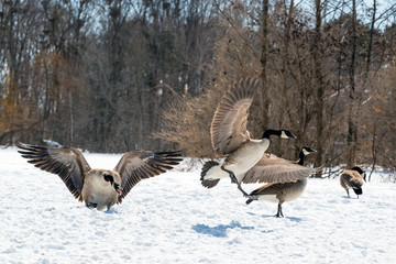 Aggressive goose