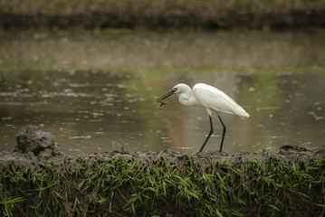 White Herons Hunting in the Ubud, Bali Rice Fields for Eels. When the Balinese flood their rice fields for new plantings it creates an opportunity for the white herons to gorge on eels in the mud.