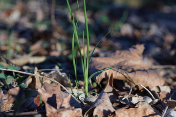 Junges Gras am Waldboden