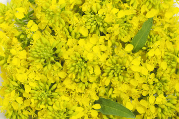 floral background of yellow flowers