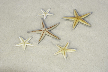 Five Sea Stars Lying on White Sand