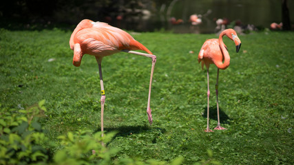 flamingos