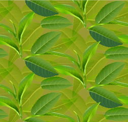 Green tea leaves vector nature background.