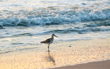 Willet