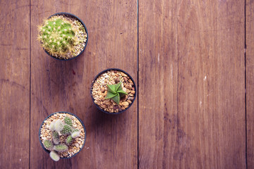Fototapeta na wymiar cactus on wood Still Life , Three Cactus Plants on Vintage Wood Background Texture
