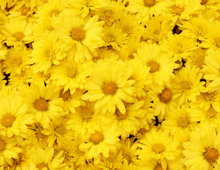 Fototapety  Beautiful dandelion background, yellow flowers is blooming in the garden.