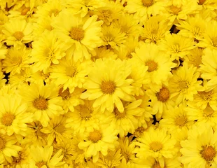 Cercles muraux Dent de lion Beau fond de pissenlit, les fleurs jaunes fleurissent dans le jardin.