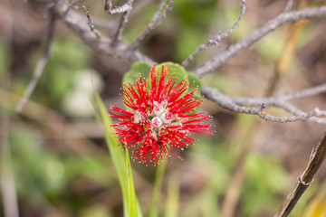Ohia Lehua