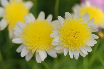 Cute white Japanese style chrysanthemum