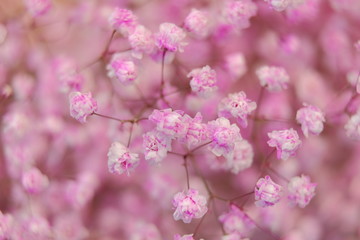 Pink Gypsophila in full blossom creamy style