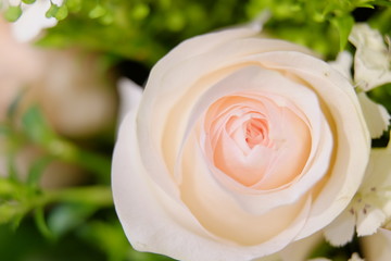 Romantic white rose close up illusion