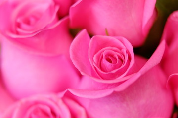 Romantic pink rose close up illusion