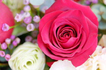 Romantic red rose close up illusion