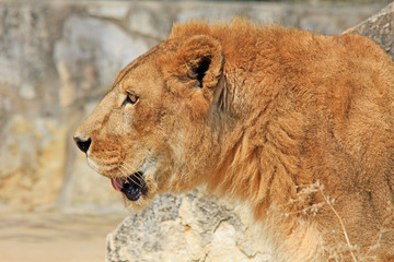 Lion's head in profile