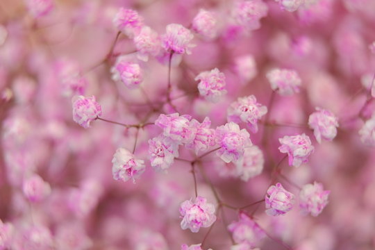Pink Gypsophila in full blossom creamy style © Ray