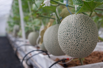 fresh big green Melon Fruit in garden
