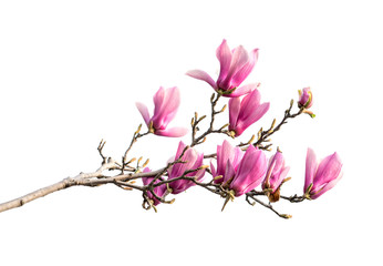 Fototapeta na wymiar magnolia flower spring branch isolated on white background