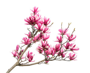 magnolia flower spring branch isolated on white background