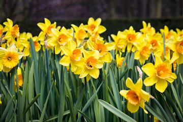Obraz premium Field of Cheerful Yellow Daffodil Flowers with a Bee in One of Them in Amsterdam, Netherlands