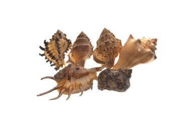 shell isolated on white background