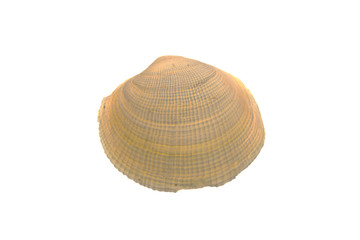 shell isolated on white background
