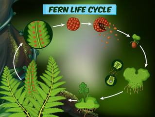 Diagram showing fern life cycle © GraphicsRF