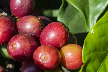 Coffee fruits close up 